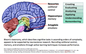  Diagramme cartographiant grossièrement les verbes de la taxonomie de Bloom dans le domaine cognitif sur les régions du cerveau humain.